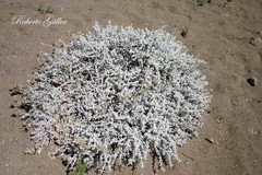 Senecio patagonicus