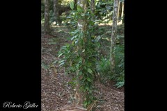 Philodendron missionum