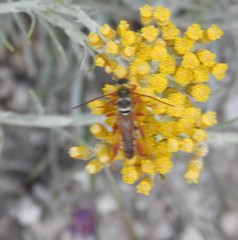 Stenopterus mauritanicus