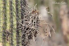 Tillandsia caliginosa