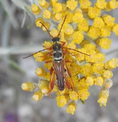 Stenopterus mauritanicus