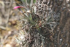 Tillandsia tenuifolia