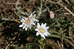 Leucheria candidissima