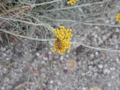 Stenopterus mauritanicus