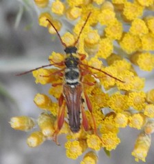 Stenopterus mauritanicus