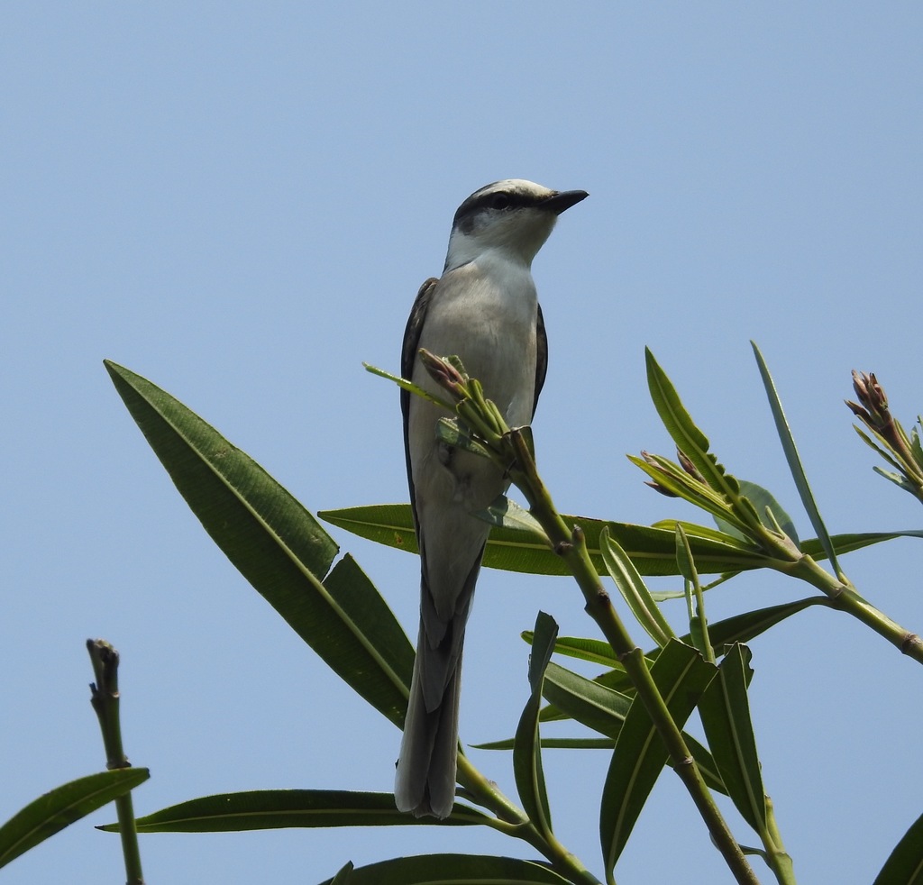 Swinhoe's Minivet