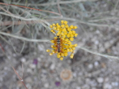 Stenopterus mauritanicus