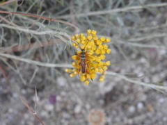 Stenopterus mauritanicus