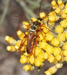 Stenopterus mauritanicus