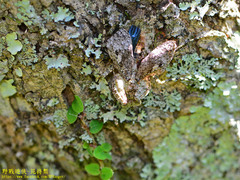 Theopompa ophthalmica