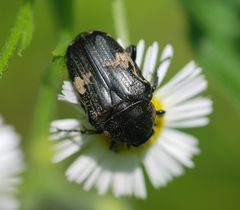 Glycyphana fulvistemma