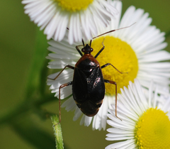 Deraeocoris ater