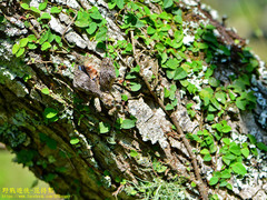 Theopompa ophthalmica