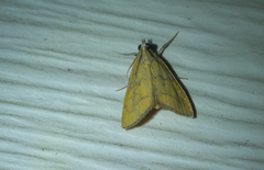 Xanthophysa psychicalis