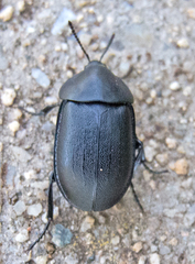 Ablattaria laevigata