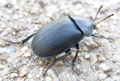 Ablattaria laevigata