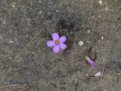 Oxalis polyphylla pentaphylla