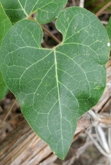 Matelea edwardsensis