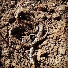 Elaphe quatuorlineata