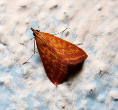 Pyrausta obtusanalis