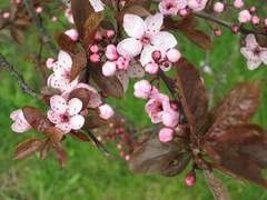 Prunus cerasifera pissardii