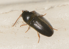Eucnemidae