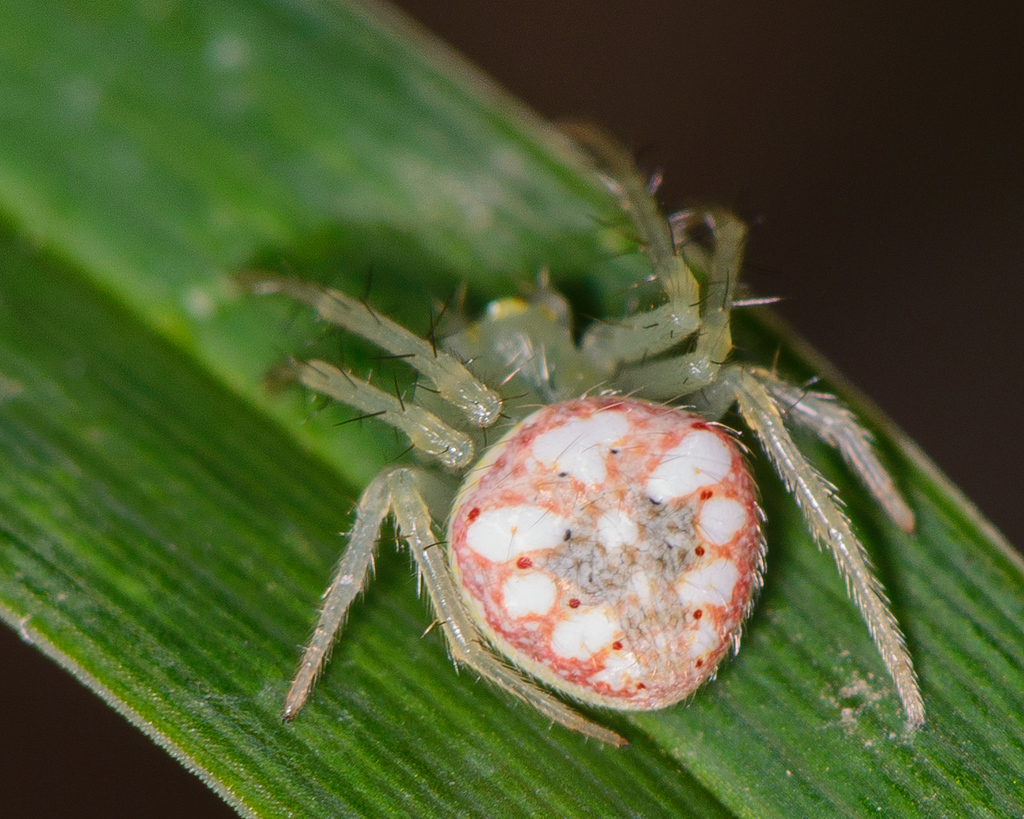 Red-backed Orbweaver