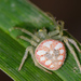 Red-backed Orbweaver - Photo (c) Tracey Fandre, some rights reserved (CC BY-NC-ND), uploaded by Tracey Fandre