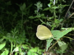 Eurema blanda arsakia