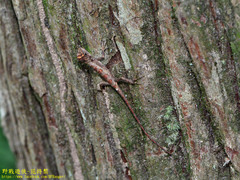Diploderma polygonatum xanthostomum