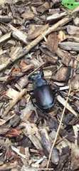 Lucanus cervus