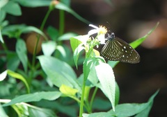 Euploea mulciber mulciber