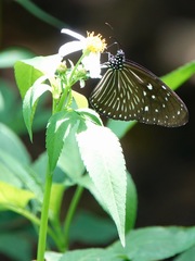 Euploea mulciber mulciber