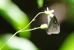 Euploea mulciber mulciber