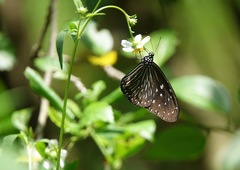 Euploea mulciber mulciber