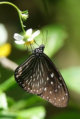 Euploea mulciber mulciber