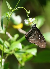 Euploea mulciber mulciber