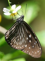 Euploea mulciber mulciber