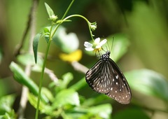 Euploea mulciber mulciber