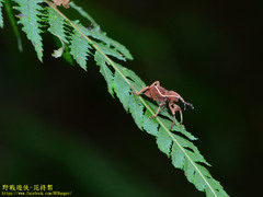 Cryptoderma formosense