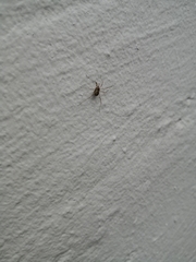Megabunus diadema