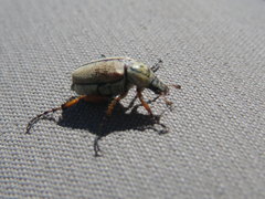 Macrodactylus subspinosus