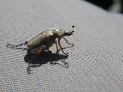 Macrodactylus subspinosus