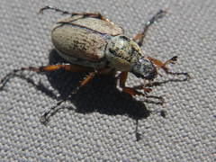 Macrodactylus subspinosus