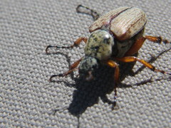 Macrodactylus subspinosus