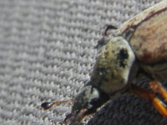 Macrodactylus subspinosus