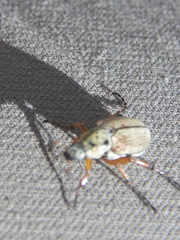 Macrodactylus subspinosus