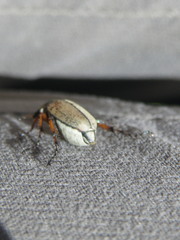 Macrodactylus subspinosus