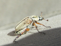 Macrodactylus subspinosus