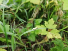 Handianus flavovarius